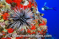 Diver observing a Banded Sea Urchin (Echinothrix calamaris). Hawaii, USA. Pacific Ocean.