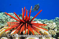 Diver observing a Slate Pencil Sea Urchin (Heterocentrotus mammillatus). Photo taken off Hawaii, Pacific Ocean, USA.