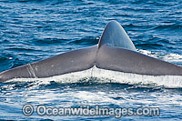 Blue Whale (Balaenoptera musculus) showing tail fluke on surface. Photo taken off the coast of California, USA. Classified Endangered Species on the IUCN Red List.