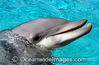 Bottlenose Dolphin (Tursiops truncatus). Found in tropical and sub-tropical oceans throughout the world.