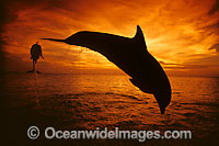 Bottlenose Dolphin (Tursiops truncatus) leap into a Caribbean sunset, Roatan, Honduras. Found in tropical and sub-tropical oceans throughout the world.