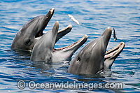 Bottlenose Dolphin (Tursiops truncatus). Found in tropical and sub-tropical oceans throughout the world.