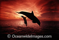 Bottlenose Dolphin (Tursiops truncatus) breaching at sunset. Found in tropical & sub-tropical oceans throughout the world. Photo taken Roatan, Honduras, Central America