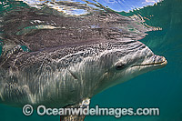 Atlantic Bottlenose Dolphin (Tursiops truncatus). Photo taken at Curacao, Netherlands Antilles, Caribbean.