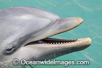 Pair of Atlantic Bottlenose Dolphin (Tursiops truncatus). Curacao, Netherlands Antilles, Caribbean
