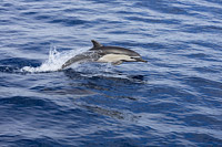 Short-beaked Common Dolphin (Delphinus delphis). Found in warm-temperate and tropical seas throughout the world. Photo taken off Mexico.