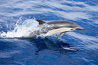 Short-beaked Common Dolphin (Delphinus delphis). Found in warm-temperate and tropical seas throughout the world. Photo taken off Mexico.