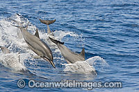 Spinner Dolphin (Stenella longirostris) breaching. Also known as Long-snouted Spinner Dolphin. Found in tropical waters around the world. Photo taken Hawaii, USA