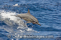 Spinner Dolphin (Stenella longirostris) breaching. Also known as Long-snouted Spinner Dolphin. Found in tropical waters around the world. Photo taken Hawaii, USA