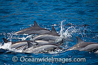 Spinner Dolphin (Stenella longirostris) porpoising. Also known as Long-snouted Spinner Dolphin. Found in tropical waters around the world. Photo taken Hawaii, USA
