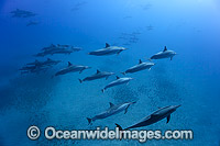 Pod of Spinner Dolphins (Stenella longirostris). Also known as Long-snouted Spinner Dolphin. Found in tropical waters throughout the world. Photo taken off Hawaii, Pacific Ocean.