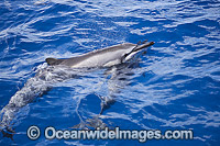 Spinner Dolphin (Stenella longirostris), at the surface. Also known as Long-snouted Spinner Dolphin. Found in tropical waters throughout the world. Photo taken off Hawaii, Pacific Ocean.