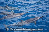 Spinner Dolphin (Stenella longirostris) breaching. Note cookie cutter shark bite on side. Also known as Long-snouted Spinner Dolphin. Found in tropical waters around the world. Photo taken Hawaii, USA
