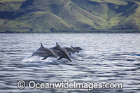 Spinner Dolphins (Stenella longirostris), breaching. Also known as Long-snouted Spinner Dolphin. Found in tropical waters around the world. Photo taken off Hawaii, Pacific Ocean, USA.