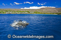 Spinner Dolphins (Stenella longirostris), breaching. Also known as Long-snouted Spinner Dolphin. Found in tropical waters around the world. Photo taken off Hawaii, Pacific Ocean, USA.