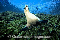 Australian Sea Lion (Neophoca cinerea). Photo taken off South Australia. Classified as Endangered on the IUCN Red List.