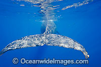 Humpback Whale (Megaptera novaeangliae) showing tail fluke underwater. Found throughout the world's oceans in both tropical & polar areas, depending on the season. Photo taken Hawaii. Classified as Vulnerable on the IUCN Red List.