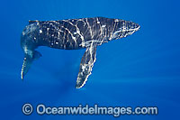 Humpback Whale (Megaptera novaeangliae) calf underwater. Found throughout the world's oceans in both tropical & polar areas, depending on the season. Photo taken Hawaii. Classified as Vulnerable on the IUCN Red List.