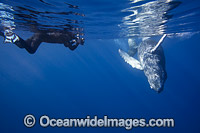 An underwater photographer with Humpback Whale (Megaptera novaeangliae). Found throughout the world's oceans in both tropical & polar areas, depending on the season. Photo taken Hawaii. Classified as Vulnerable on the IUCN Red List.