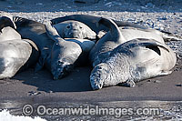 Northern Elephant Seal (Mirounga angustirostris), juveniles resting on a beach. Also known as a Northern Elephant Seal. Guadalupe Island, Mexico, Eastern Pacific Ocean. Classified as a Threatened species on the IUCN Red List.