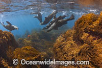 Guadalupe Fur Seals (Arctocephalus townsendi). Photographed in the shallows off Guadalupe Island, Mexico.