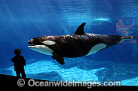 This young man (MR) is getting a close look at one of the Killer Whales, (Orcinus orca) also known as Orca, at Sea World in San Diego, California, USA. Orca's are found in all oceans of the world, from the Arctic & Antarctic to tropical seas.