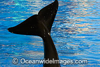 A close look at the powerful tail of a Killer Whale (Orcinus Orca) also known as Orca. Orca's are found in all oceans of the world, from the Arctic & Antarctic to tropical seas.
