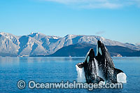 Killer Whale (Orcinus Orca) also known as Orca, breaching. This is a composite image. A captive Killer Whale image was digitally combined with a British Columbia, Canada, background image.