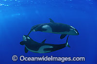 Killer Whales (Orcinus Orca). This is a composite image. The Killer Whales were photographed underwater in British Columbia and the image was digitally combined with a blue water image.
