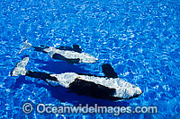 Killer Whales (Orcinus orca) also known as Orca, were photographed swimming upside down in their holding tank at Sea World in San Diego, California, USA.