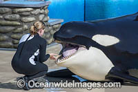 Trainer with trained orca or killer whale (Orcinus orca), Shamu Stadium, SeaWorld, San Diego, California, USA