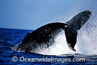 Humpback Whale (Megaptera novaeangliae) peduncle slapping on the surface. Found throughout the world's oceans in both tropical and polar areas, depending on the season. Classified as Vulnerable on the IUCN Red List.