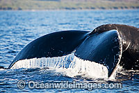 Humpback Whale (Megaptera novaeangliae) showing tail fluke on the surface. Found throughout the world's oceans in both tropical and polar areas, depending on the season. Classified as Vulnerable on the IUCN Red List.