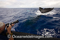 A photograher (MR) on a whale watching boat out of Lahaina, Maui, gets a close up look at the tail end of a Humpback Whale (Megaptera novaeangliae). Hawaii, USA