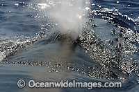 Humpback Whale (Megaptera novaeangliae) at surface showing air expelling out of blowhole. Found throughout the world's oceans in both tropical and polar areas, depending on the season. Classified as Vulnerable on the IUCN Red List.