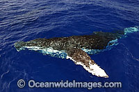 Humpback Whale (Megaptera novaeangliae) at the surface. Found throughout the world's oceans in both tropical and polar areas, depending on the season. Classified as Vulnerable on the IUCN Red List.