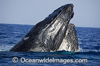 Two Humpback Whales (Megaptera novaeangliae), head lunging on the surface. Photo taken off Hawaii, Pacific Ocean. Classified as Vulnerable on the 2000 IUCN Red List.