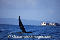 Humpback Whale (Megaptera novaeangliae), with its pectoral fin extended at the surface as a container barge cruises nearby. Photo taken off the island of Maui, Hawaii, Pacific Ocean. Classified as Vulnerable on the 2000 IUCN Red List.