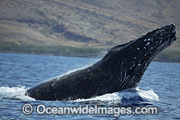 Humpback Whale (Megaptera novaeangliae), lunging on the surface. Photo taken off Hawaii, Pacific Ocean. Classified as Vulnerable on the 2000 IUCN Red List.