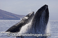 Two Humpback Whales (Megaptera novaeangliae), breaching on the surface. Photo taken off Hawaii, Pacific Ocean. Classified as Vulnerable on the 2000 IUCN Red List.
