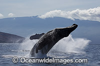 Humpback Whale (Megaptera novaeangliae), breaching on the surface. Photo taken off Hawaii, Pacific Ocean. Classified as Vulnerable on the 2000 IUCN Red List.