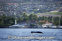 Humpback Whale (Megaptera novaeangliae), with tail fluke on furface in front of Lahaina Harbor and the famous Pioneer Inn on Maui, Hawaii, Pacific Ocean.