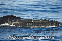 Humpback Whales (Megaptera novaeangliae) on surface. Hawaii, USA. Found throughout the world's oceans in both tropical and polar areas, depending on the season. Classified as Vulnerable on the IUCN Red List.