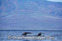 Humpback Whales (Megaptera novaeangliae), on the surface. Photo taken off Hawaii, Pacific Ocean. Classified as Vulnerable on the 2000 IUCN Red List.