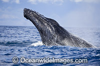 Humpback Whale (Megaptera novaeangliae), spy hopping on the surface. Photo taken off Hawaii, Pacific Ocean. Classified as Vulnerable on the 2000 IUCN Red List.