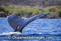 Humpback Whale (Megaptera novaeangliae), on the surface. Photo taken off Hawaii, Pacific Ocean. Classified as Vulnerable on the 2000 IUCN Red List.