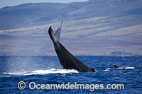 Humpback Whale (Megaptera novaeangliae), tail slapping on the surface. Photo taken off Hawaii, Pacific Ocean. Classified as Vulnerable on the 2000 IUCN Red List.