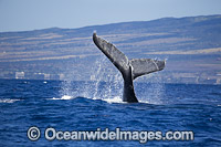 Humpback Whale (Megaptera novaeangliae), tail slapping on the surface. Photo taken off Hawaii, Pacific Ocean. Classified as Vulnerable on the 2000 IUCN Red List.