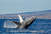 Humpback Whale (Megaptera novaeangliae) breaching on surface. Hawaii, USA. Found throughout the world's oceans in both tropical and polar areas, depending on the season. Classified as Vulnerable on the IUCN Red List.