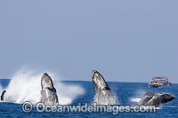 Humpback Whales (Megaptera novaeangliae) breaching. This is a digital composite image, constructed from several images. Hawaii, USA. Found throughout the world's oceans in both tropical and polar areas, depending on the season.